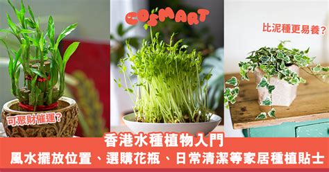 水種植物風水|提升運勢的水種植物攻略